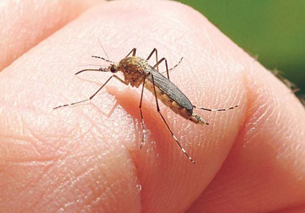 Péntekre halasztódik a szúnyogirtás