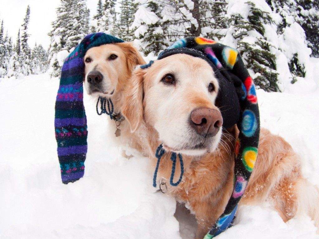 A hideg ellenére is megóvhatjuk kutyáinkat a sérülésektől