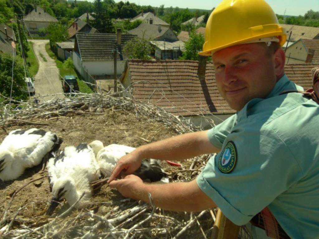 Meggyűrűzik a gólyafiókákat Bács-Kiskun megyében 
