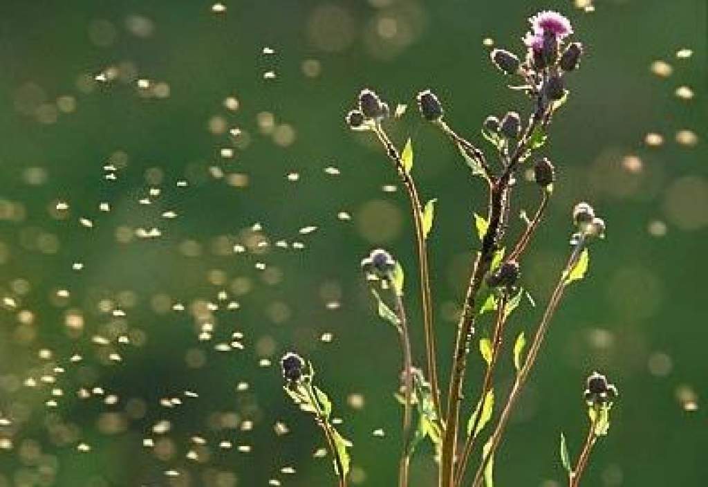 ÁNTSZ: több nagyváros környékén nagyon magas a pollenkoncentráció