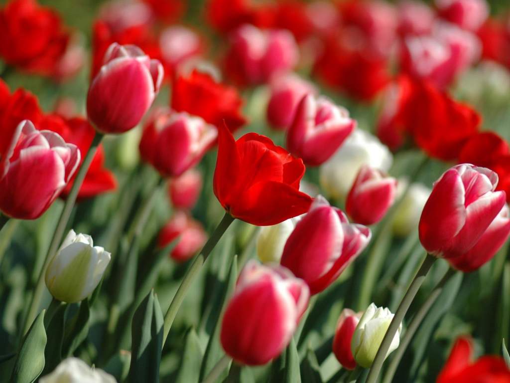 Négyezer tulipánhagyma alussza téli álmát Félegyházán