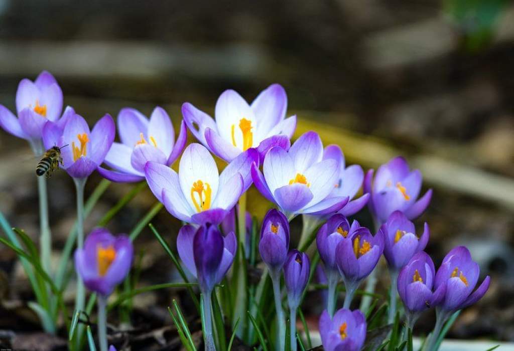 Tavaszi virágünnep a Petőfi-téren