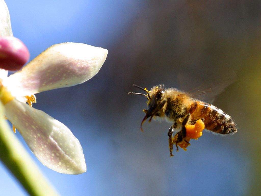Méhgyilkos szereket tiltott be az EU