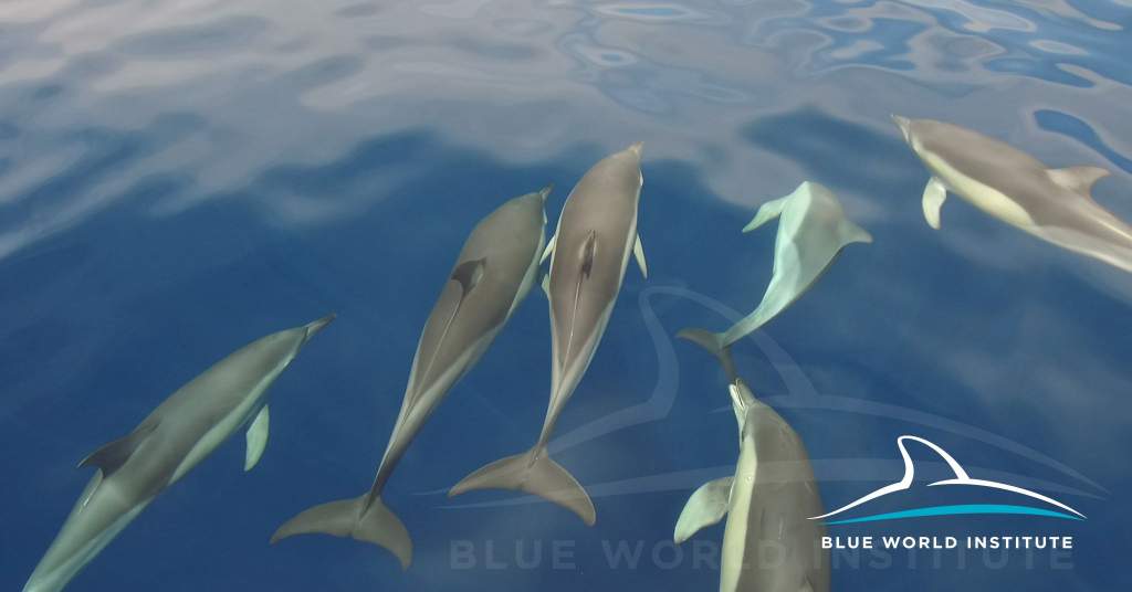 Újra megjelentek a delfinek a horvát Adrián